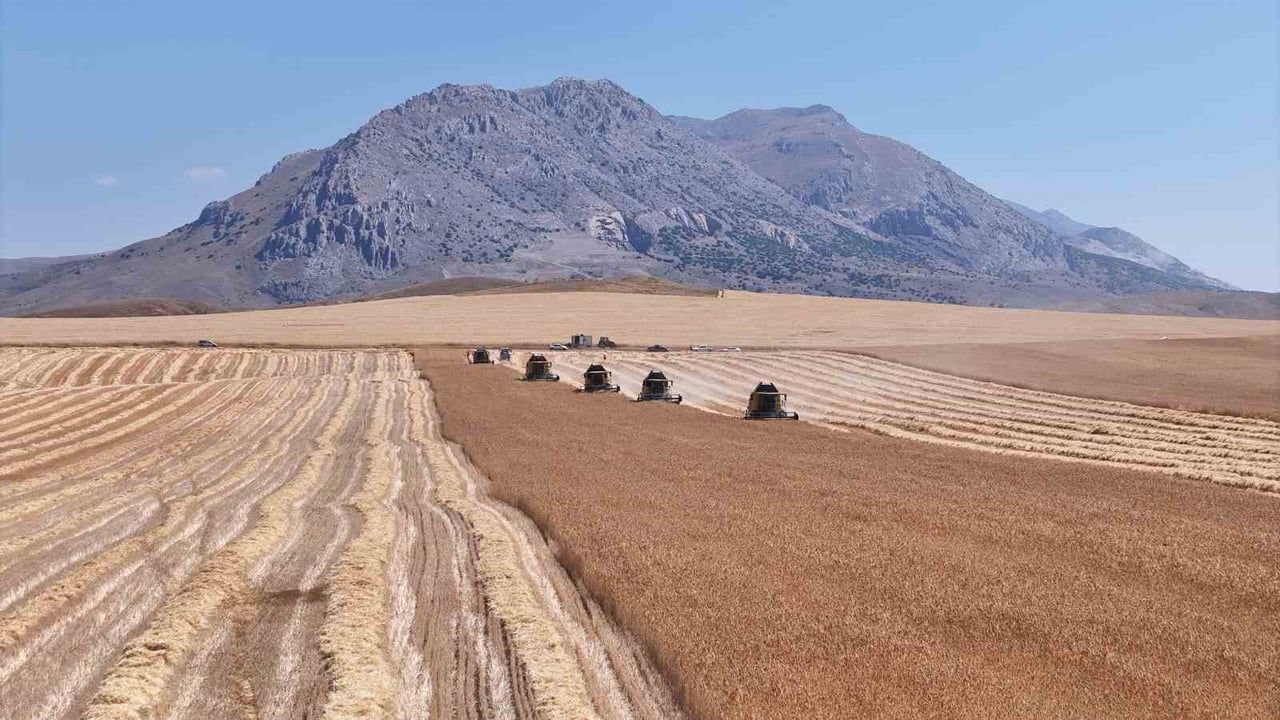 Ulaş'tan Türkiye'ye tohum: tritikale hasadı 14 bin 796 dekarda başladı