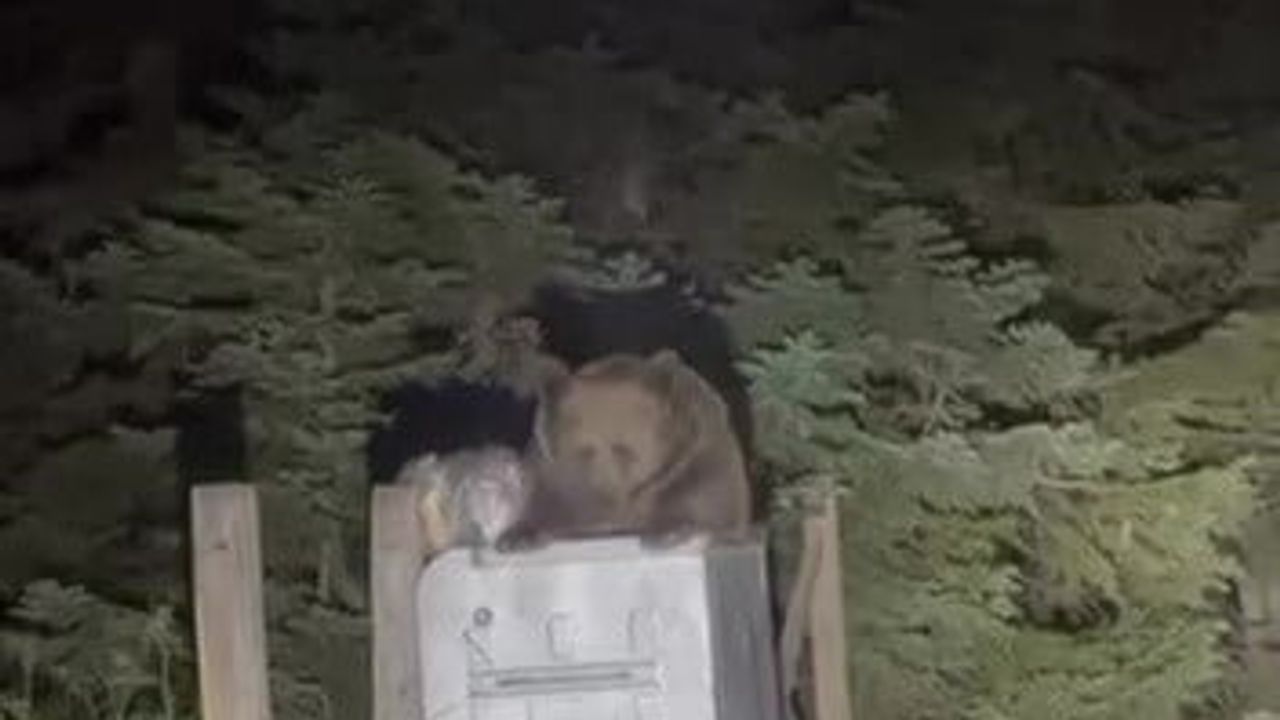 Uludağ'da aç kalan ayı yerleşime yakın çöpleri karıştırdı