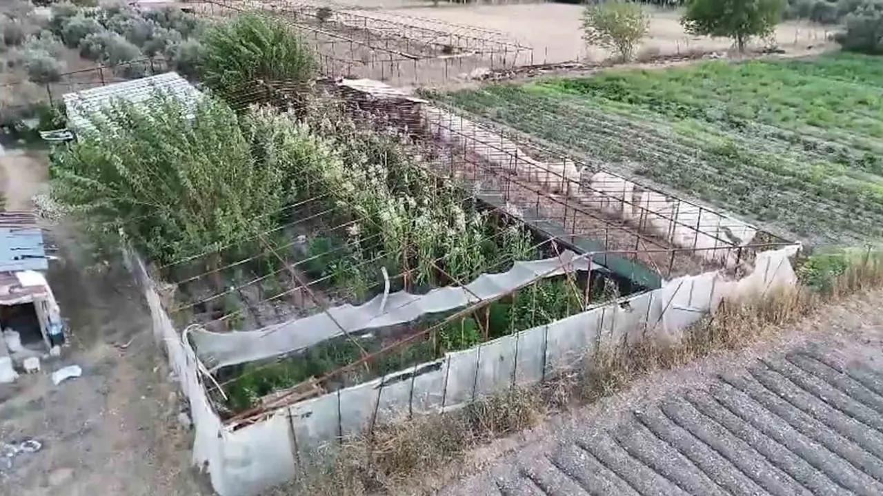 Urla'da tarladan 125 kök kenevir ve ruhsatsız tabanca ele geçirildi