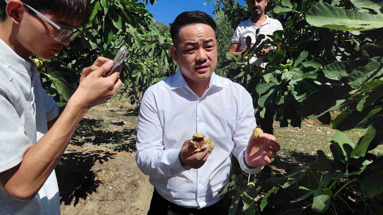 Uzak doğulu fenomen çift Buharkent'te Aydın sarı lop incirini keşfetti