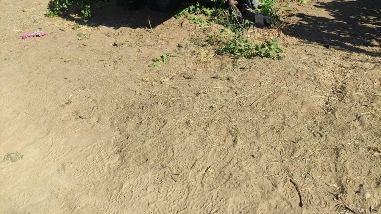 Üzüm bağında traktörün altında kalan işçi hayatını kaybetti