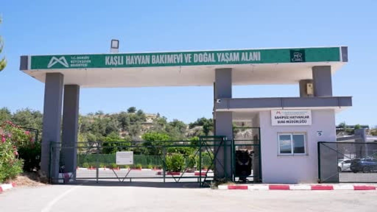 Uzun uğraşın ardından yürüyen Cesur şimdi sıcak bir yuva arıyor