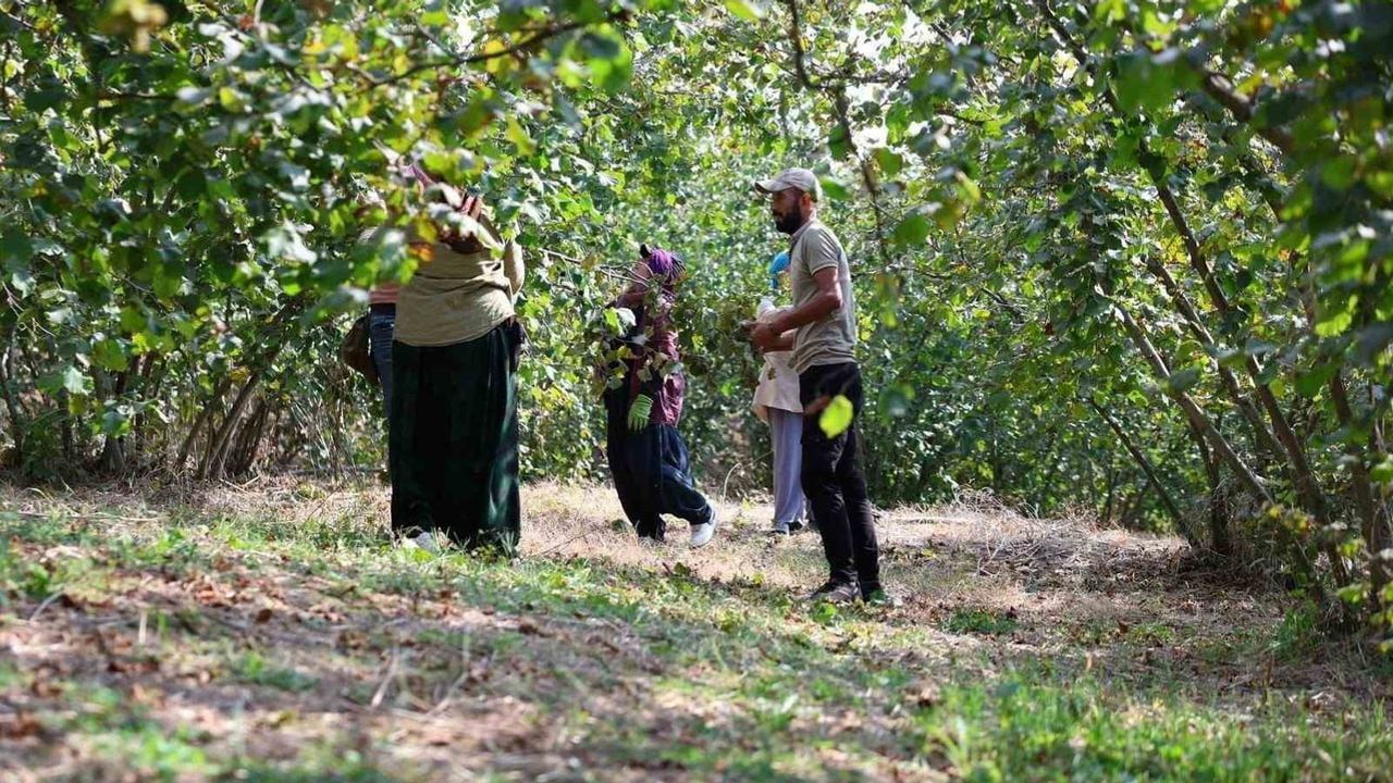Vali Makas Cumayeri Sırtpınar'da fındık üreticileriyle sahada buluştu