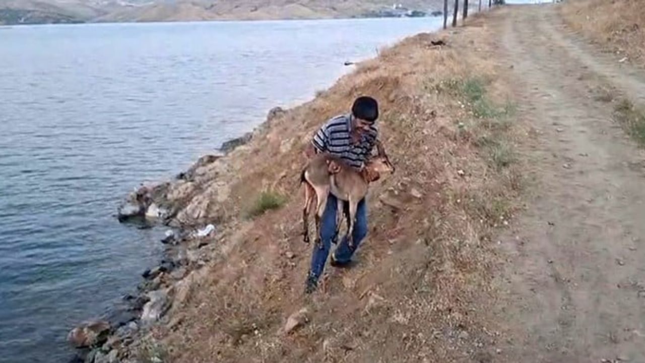 Vatandaş kucağında taşıdı: Pertek Feribot iskelesi yakınında yaralı dağ keçisi yetkililere teslim edildi