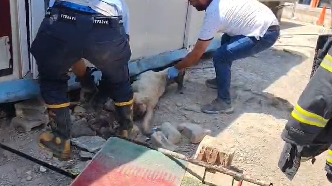 Veteriner konteynerinin altında sıkışan anne köpek ve yavrularına itfaiye müdahalesi