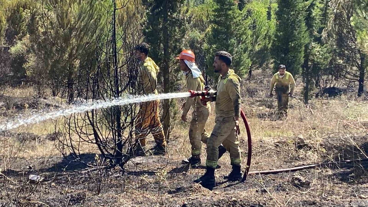 Yangın Dilovası'nda rüzgârın etkisiyle 10 hektarı etkiledi