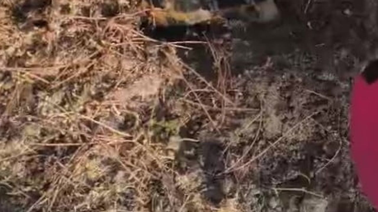 Yangınla mücadelede toprağa gömülen kaplumbağayı ekipler kurtardı