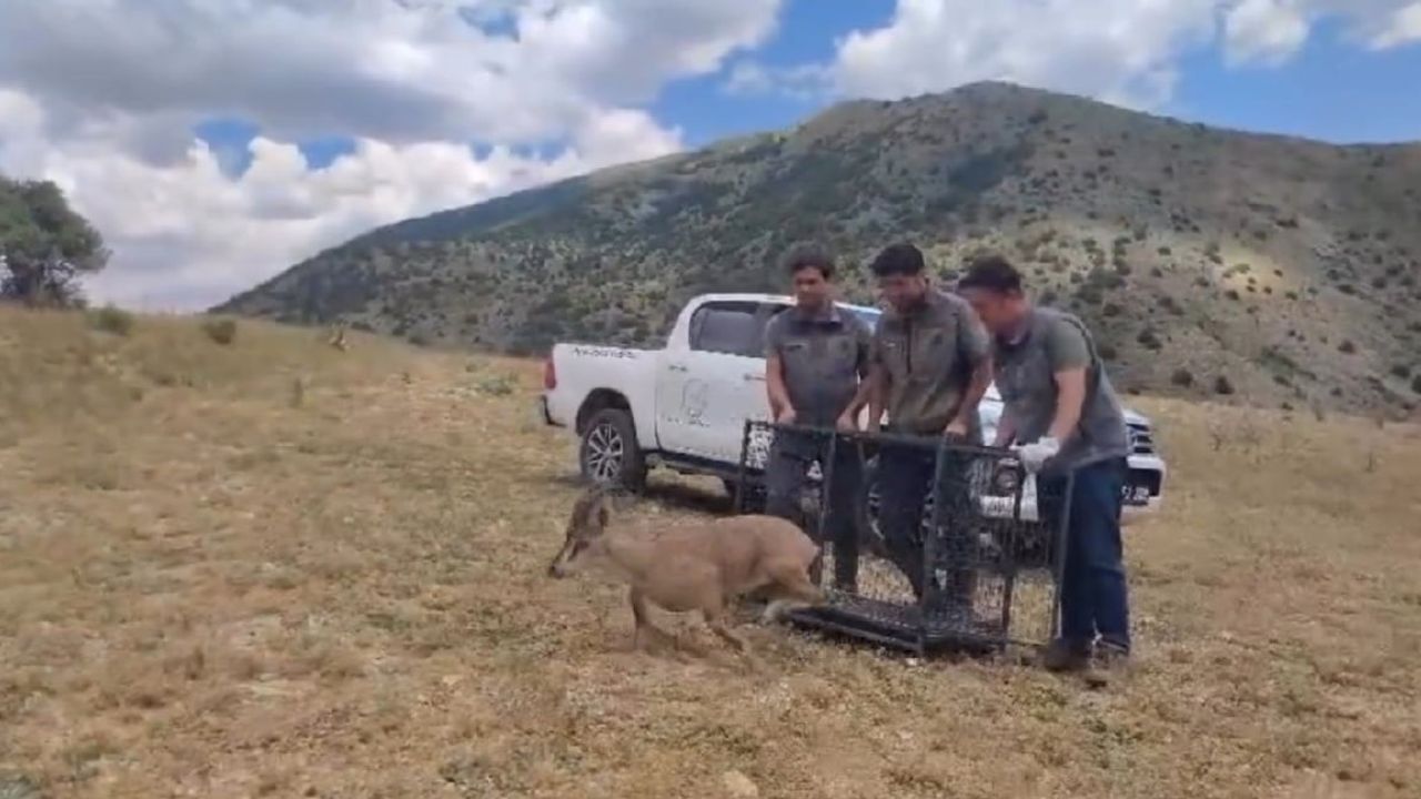 Yaralı yaban keçisi Bayburt'ta iyileşerek yaşamına döndü