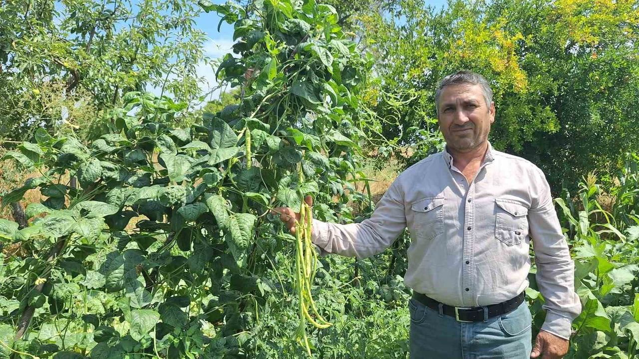 Yayla börülcesi Ege pazarında rağbet görüyor, üreticinin yüzü gülüyor