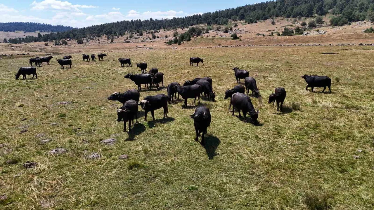 Yayla çamurundan kaymağa: Kızılcahamam mandalarının sütü tercih ediliyor