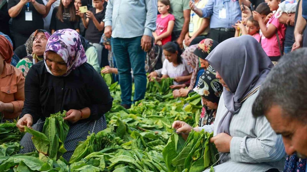 Yayladağı'nda aba güreşi ağalığını Binali Yıldırım üstlendi