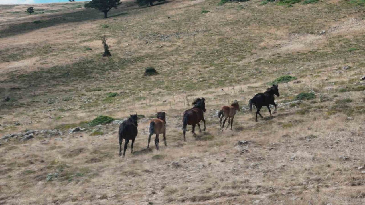 Yaylaların özgür bekçileri: Kızılcahamam'da yılkı atlarının yaşamı