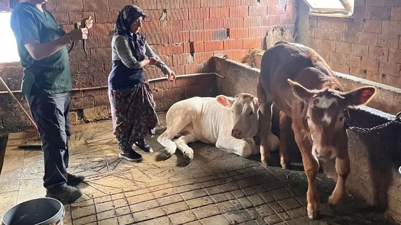 Yaylatepe'de buzağılar artık kayıtlı: küpeleme çalışması tamamlandı
