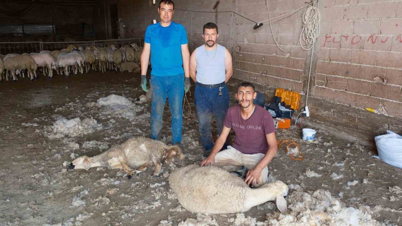 Yaz kırkımı ekipleri mevsimde yüksek kazanç kaynağına dönüşüyor
