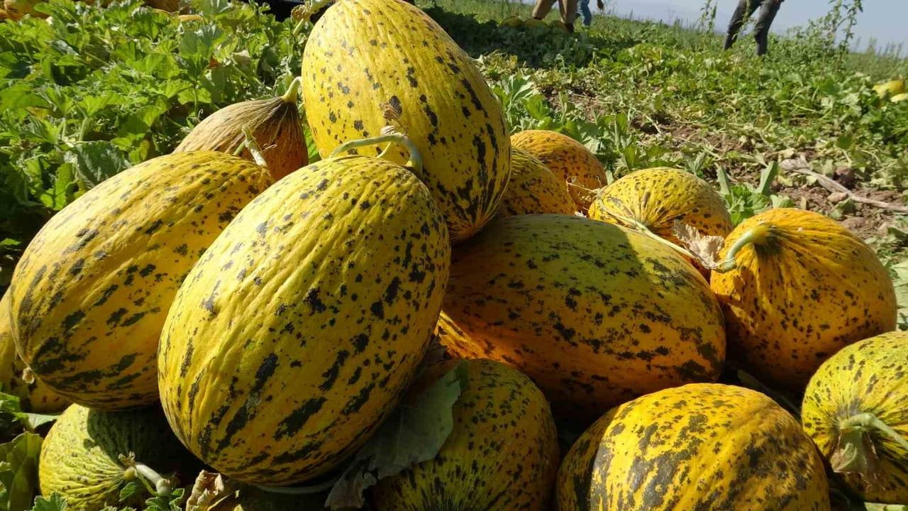 Yazıhan'ın verimli tarlalarında kavun hasadı üç ay sürecek tempoda sürüyor