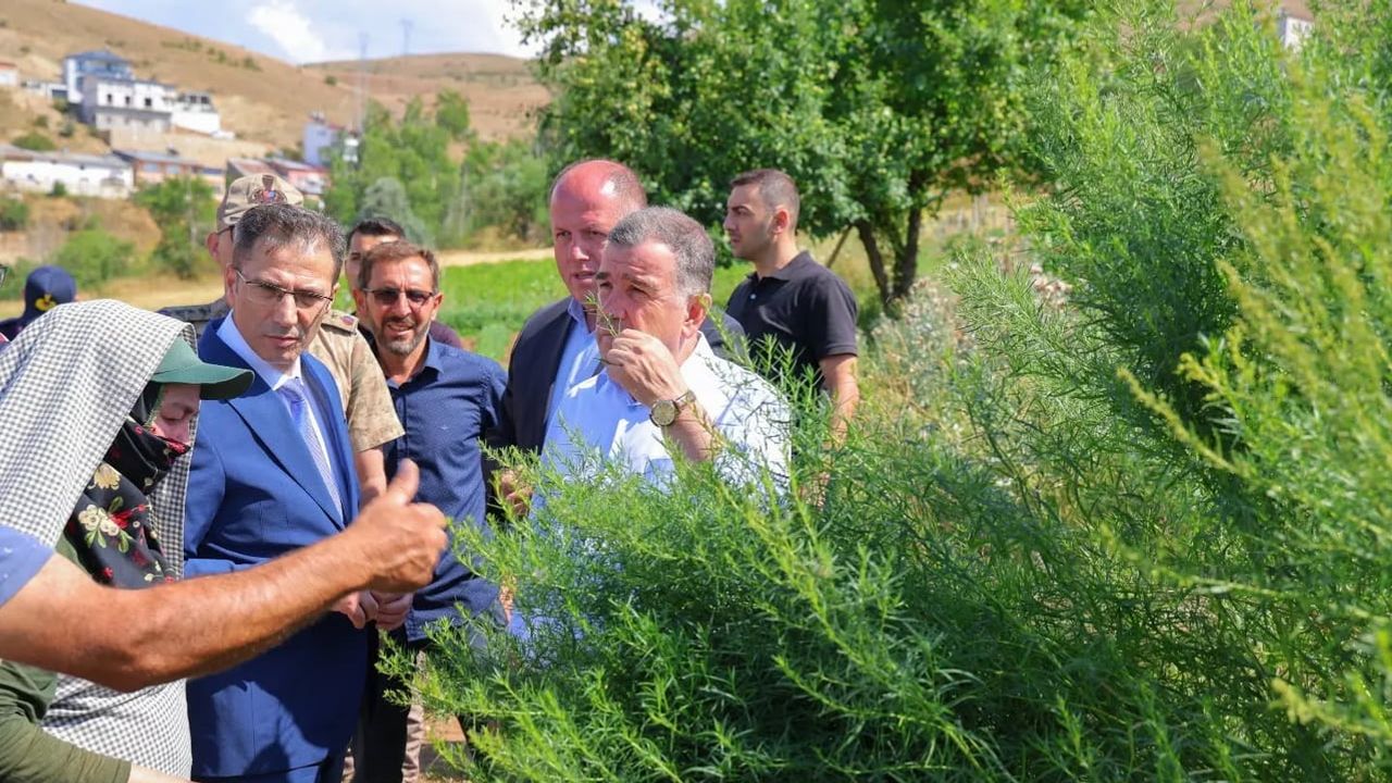 Yedigöze'de tarhun zamanı: üreticilerle sahada değerlendirme