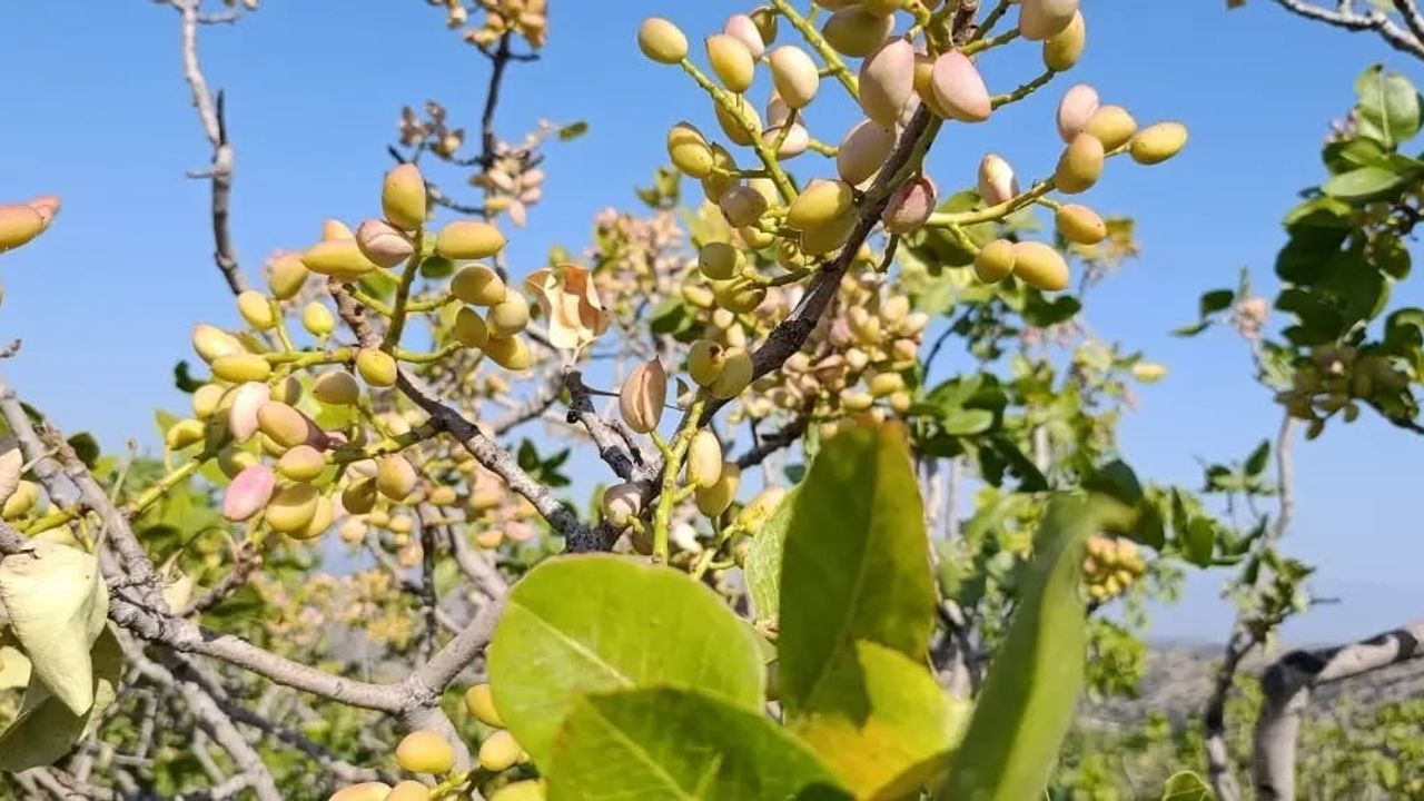 Yenipazar'ın dağlarında antepfıstığı sezonu başladı