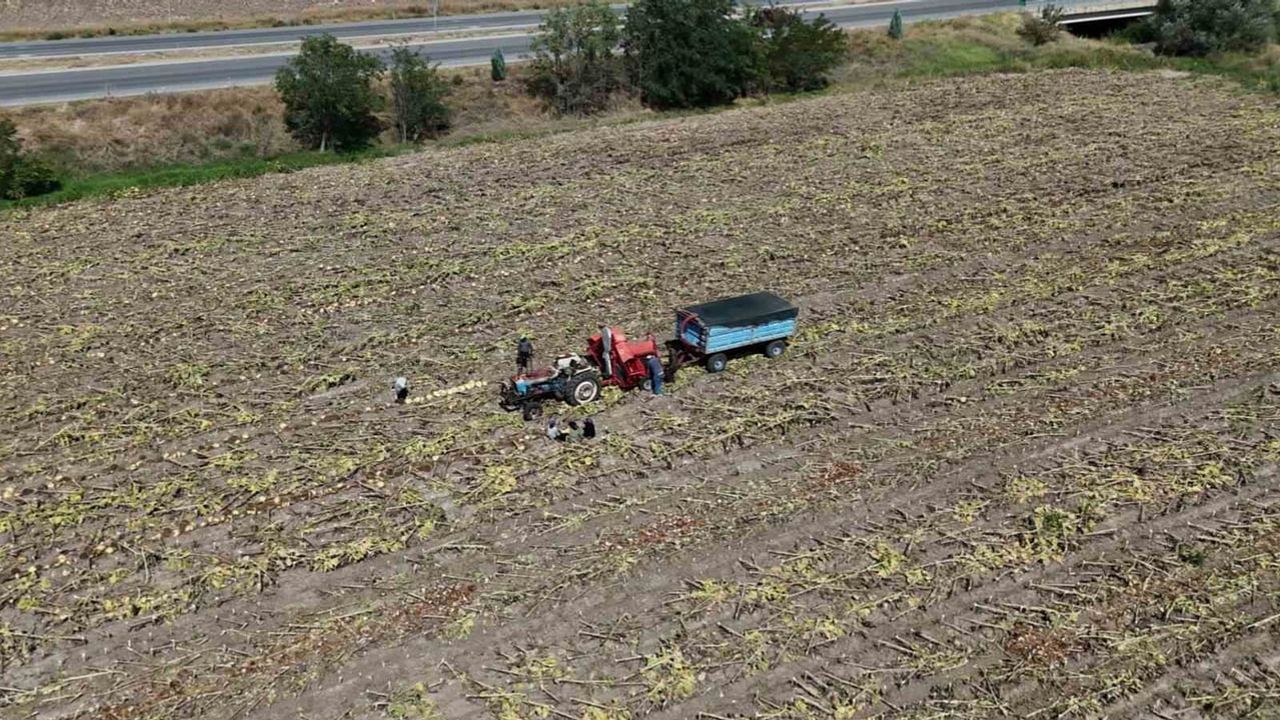 Yerköy'de güneşin altında emeğin hasadı: sezonun ilk çerezlik ayçiçeği tarlada