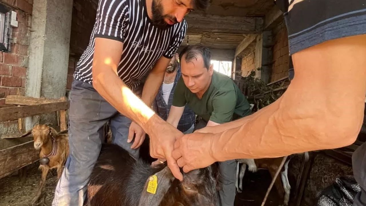 Yığılca Karakaş'ta küçükbaşlara aşı ve küpe uygulaması