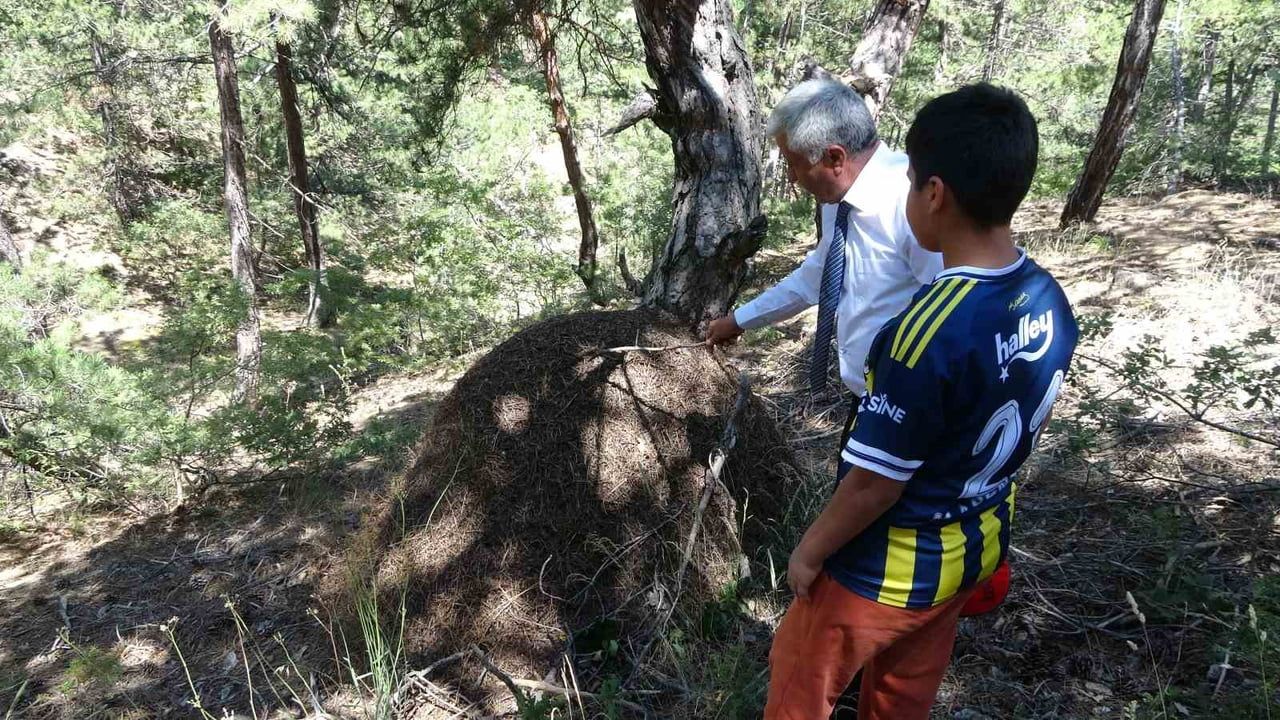 Yozgat'ta ormanda fabrika gibi işleyen dev karınca kolonileri