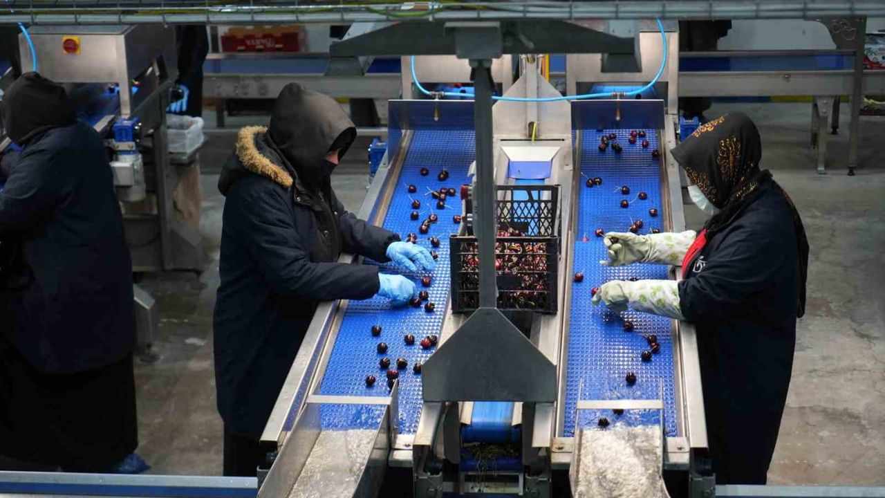 Yüksek rakımın lezzeti Ulukışla kirazı Avrupa ve Dubai'ye ulaşıyor