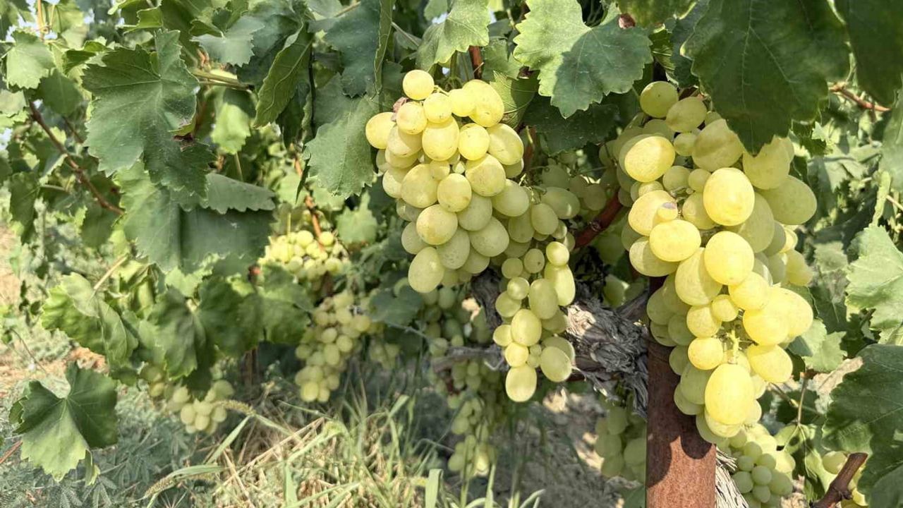 Yüksek rekolte üreticiyi zorladı: bağda 10 liraya üzüm