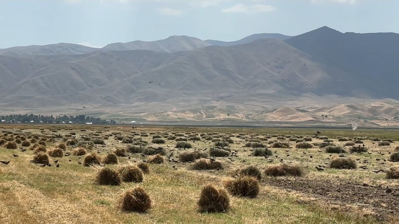 Yüksekova'da güneşle yarışan hasat: imeceyle buğday mesaisi