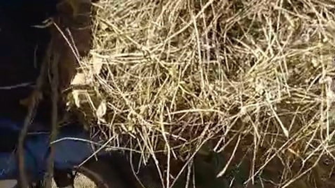 Yüksekovalı çiftçinin pratik çözümü: motosikletine el arabası bağlayıp ot taşıdı