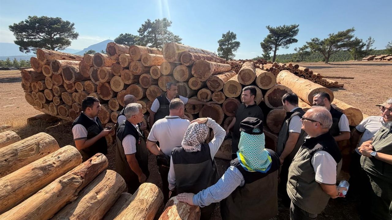 Zeytinle yeni gelir: Mut'ta orman köylüsüne ekonomik destek