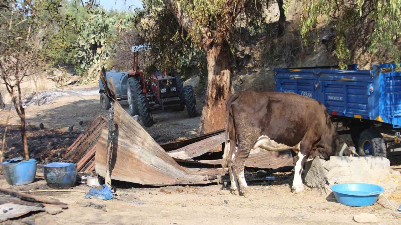 Adana İmamoğlu'da alevlerin ardından: evler, ahırlar ve zeytinlikler zarar gördü