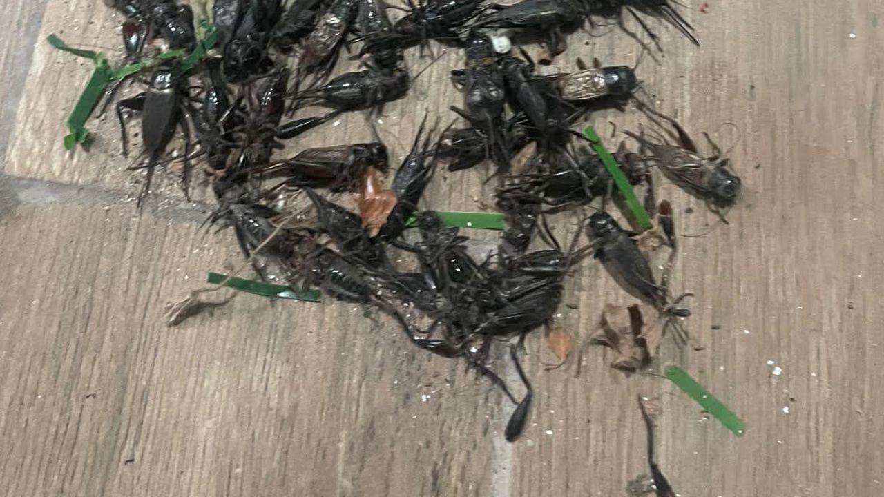 Adana'nın gecelerini cırcır böcekleri bölüyor
