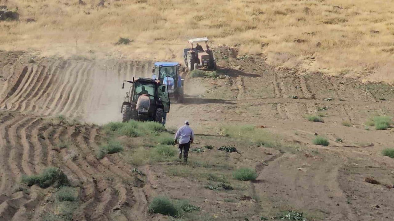 Adilcevaz tarlalarında buğday umutları filizleniyor
