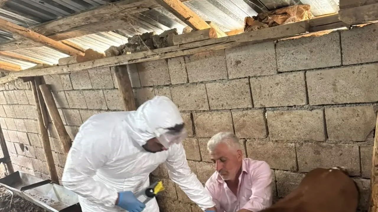 Adıyaman'da büyükbaşlara yönelik sonbahar şap aşısı seferberliği