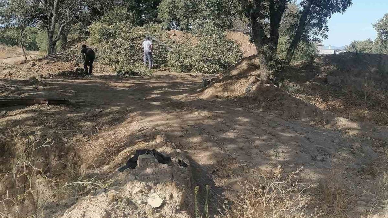 Adramytteion’daki kazı genişletiliyor: 6 tescilsiz meşe ağacı kesim kararı
