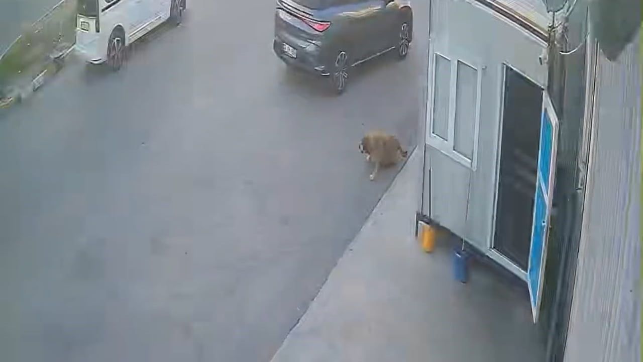 Afyonkarahisar OSB'de köpeğe çarpıp kaçan sürücü güvenlik kamerasına yansıdı