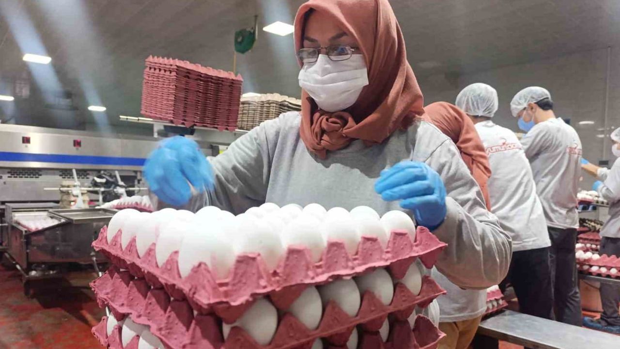 Afyonkarahisar yumurta üreticileri tahıl koridorunun seyrine kilitlendi