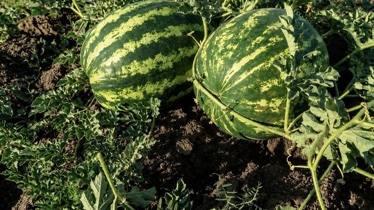 Ağrı’da kavun ve karpuz hasadı başladı, verim artışı hedefleniyor