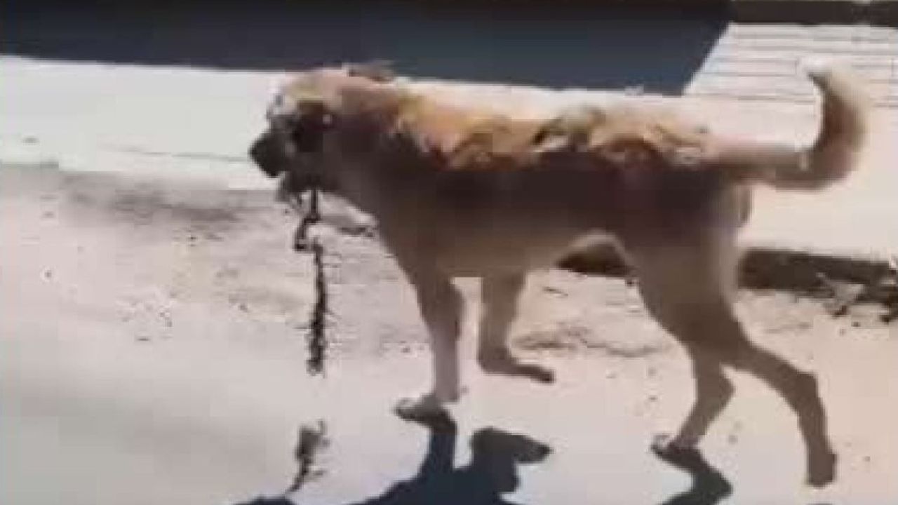 Ağzındaki çengeli çıkarılan köpeğe yeni yuva aranıyor