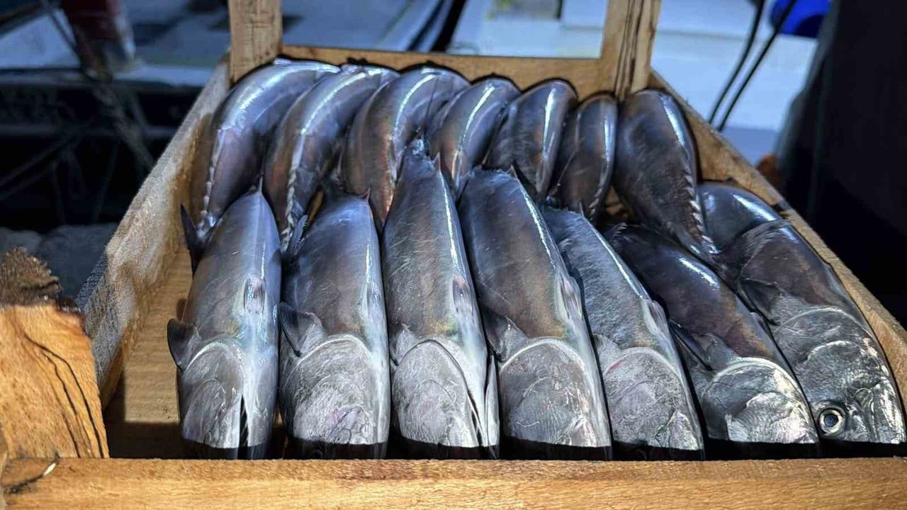 Akçakoca açıklarında palamut bolluğu tekneler kasalarını doldurdu