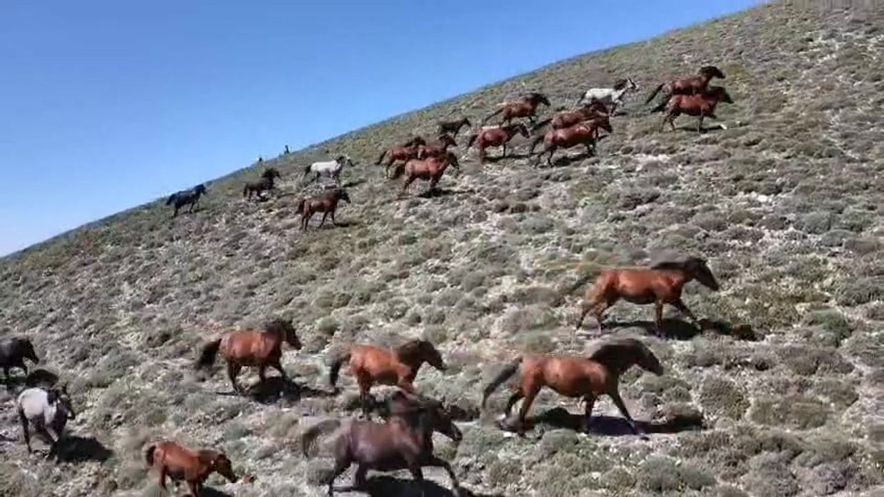 Akdağ’ın doruklarında özgürlük: yılkı atlarının dört nala koşusu