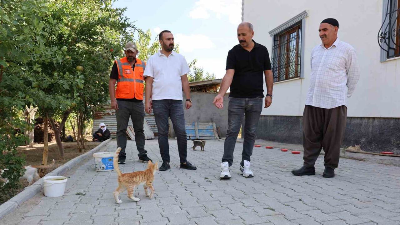 Akşamları bahçesini yaklaşık 50 kediye açan 62 yaşındaki komşu