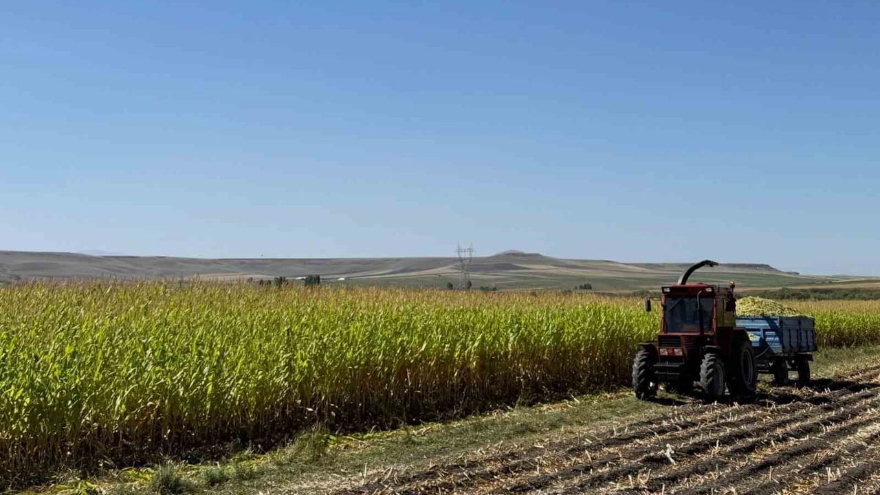 Akyaka'da tarlalar biçiliyor: yem hasadı hayvancılığa destek veriyor