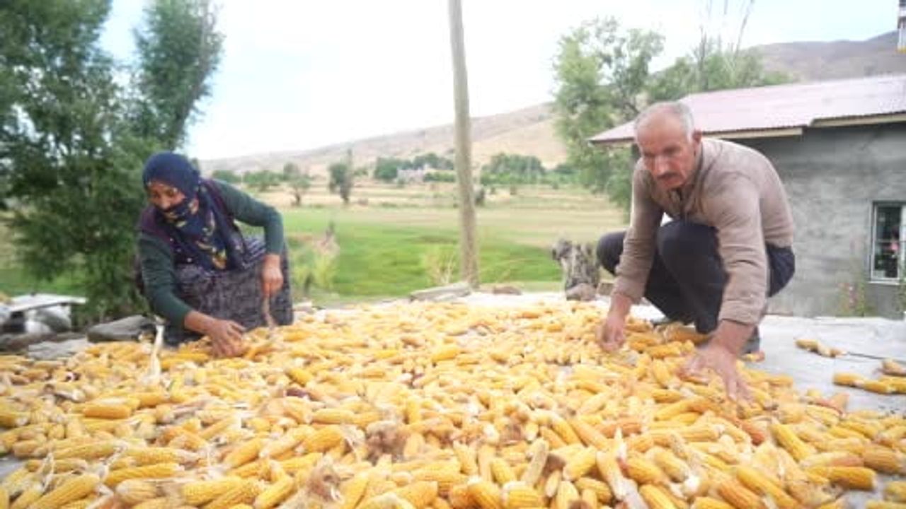 Alaniçi köyünde mısır, orak, sopalar ve nesiller boyu süren emek