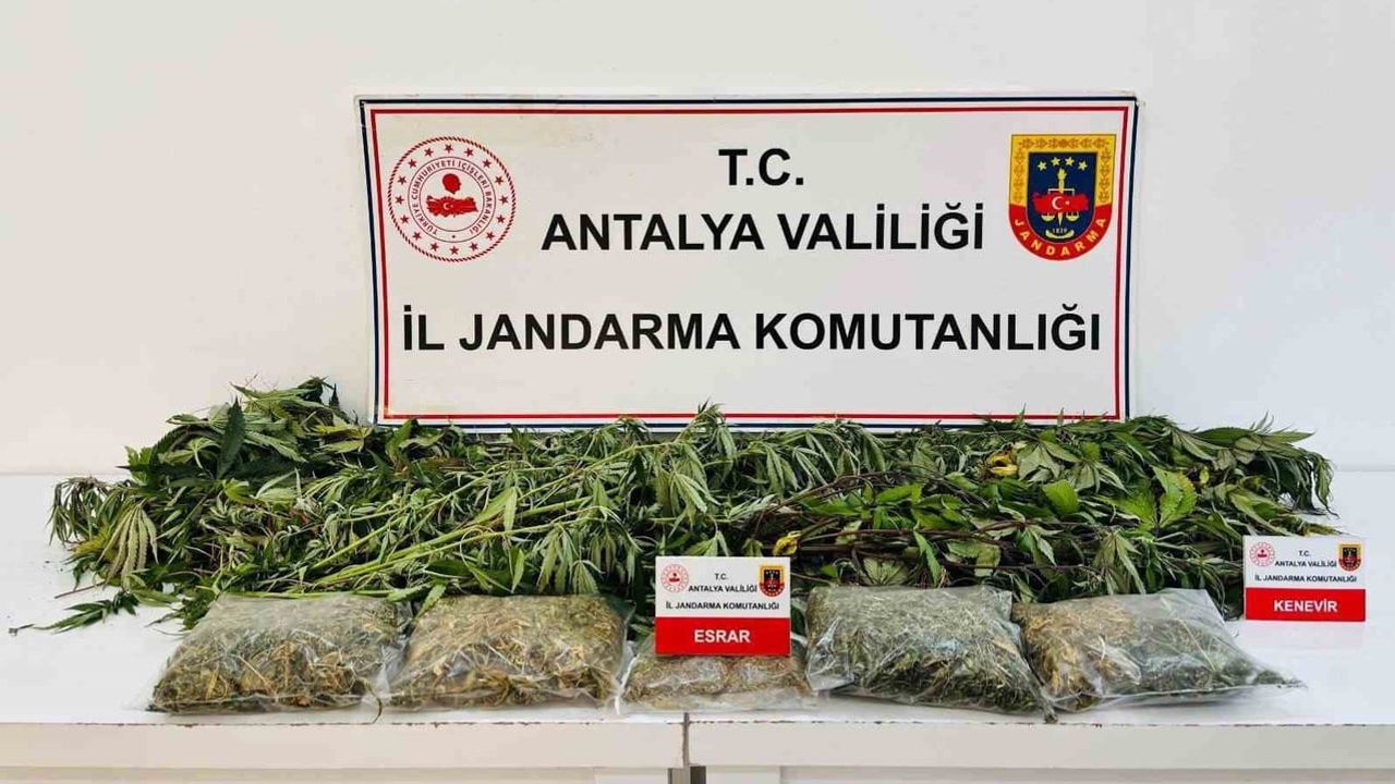 Alanya'da jandarma operasyonu: 24 kök kenevir ve 2 kilo 642 gram kubar esrar ele geçirildi