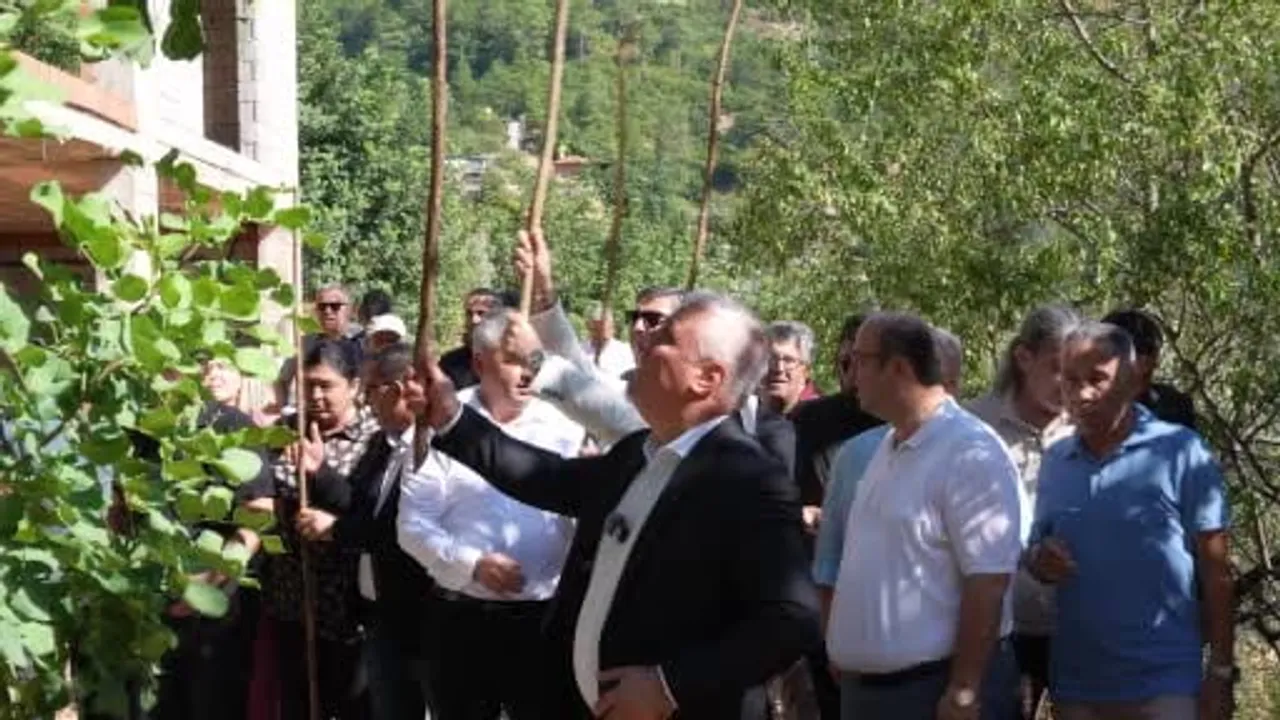 Alanya'da keçiboynuzu şenliği bereketi ve renkli yarışma