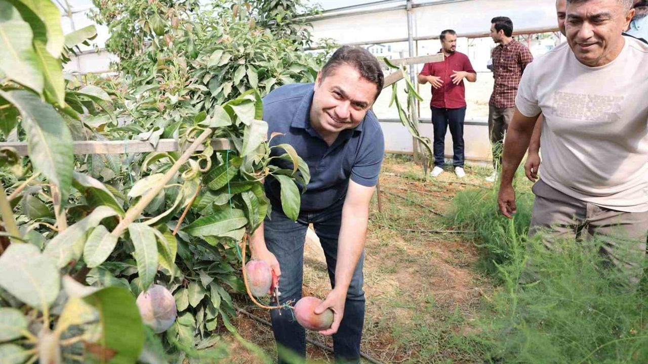 ALKÜ serasında ilk mango hasadı: tropik meyvecilikte yeni adım