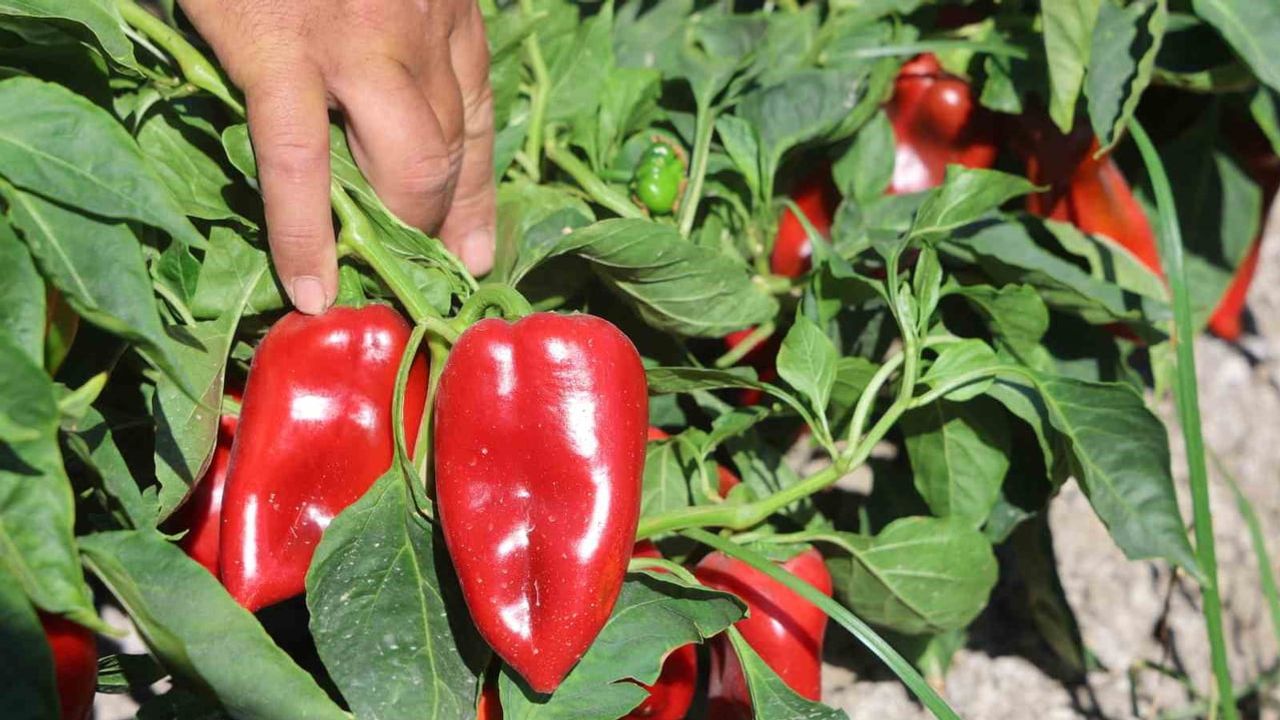 amiko vası'nda kavurucu sıcakta kapya biber hasadı sürüyor