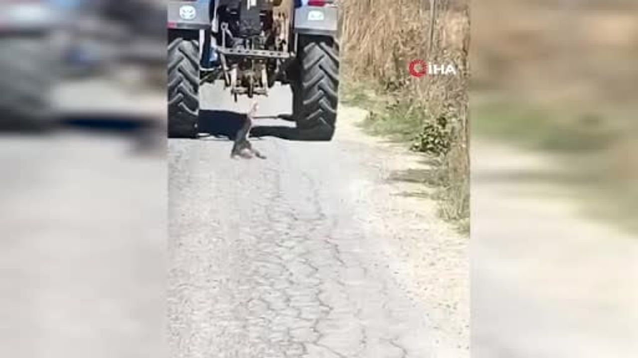 Andırın'da traktöre bağlanıp sürüklenen köpek vakası jandarmayı harekete geçirdi