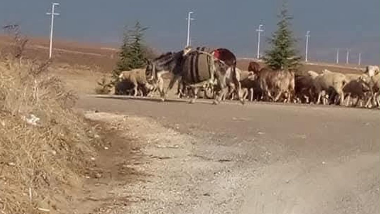 Aniden yola fırlayan koyun kazaya yol açtı: sürücü hafif yaralandı