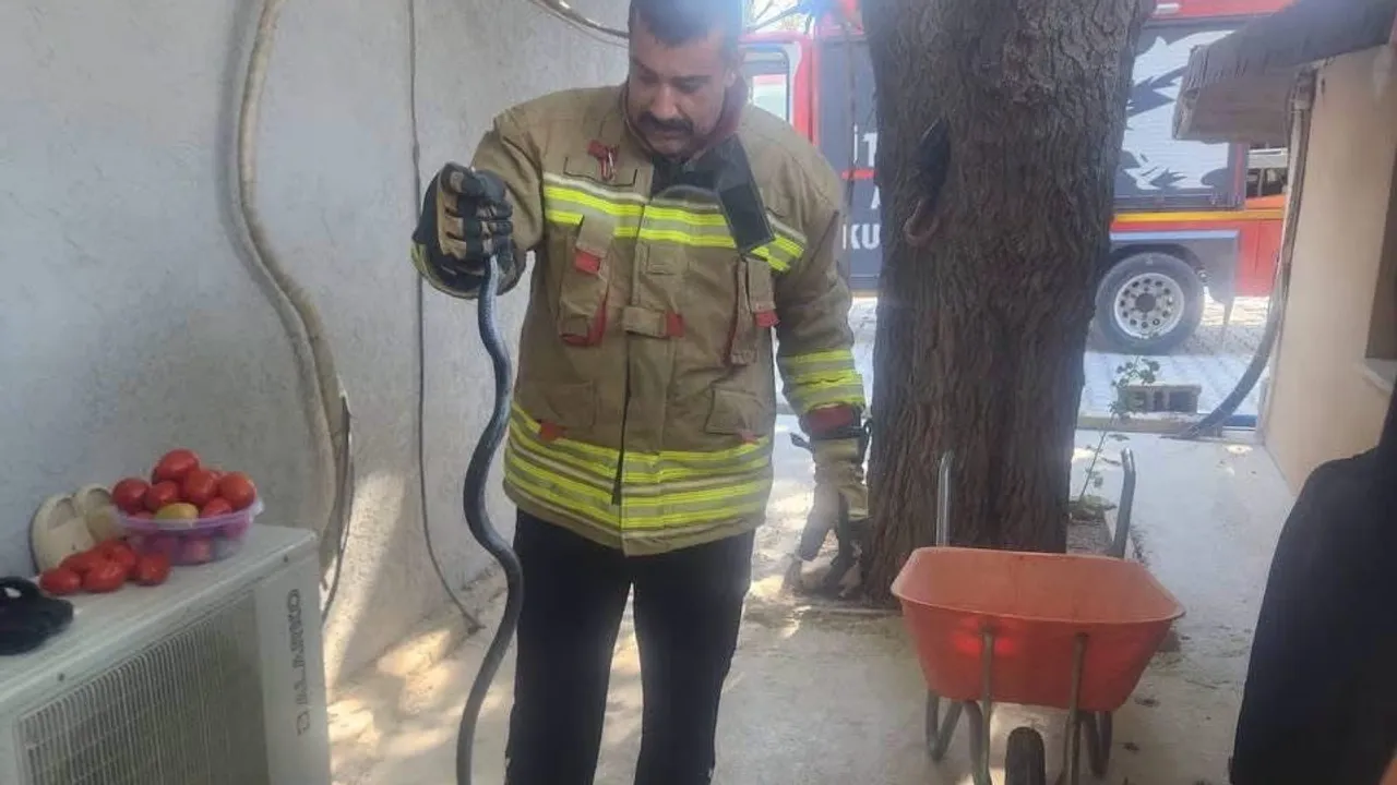 Antakya'da evdeki sürpriz misafir ekiplerce zarar görmeden doğaya bırakıldı